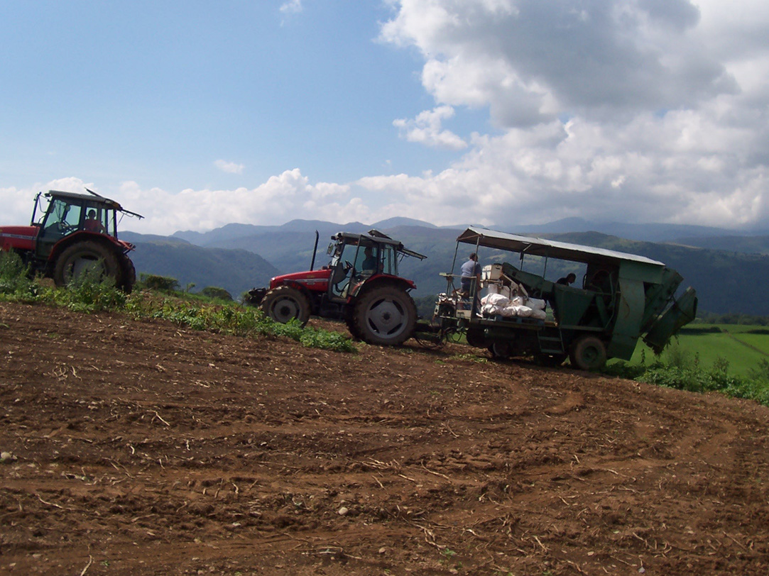 19_Digging potatoes with Hagedorn Harvester 1999